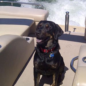 Dog on a Cruise