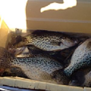 fall crappie
