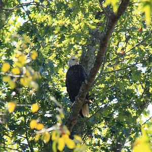 Bald Eagle with Fish in a Tree