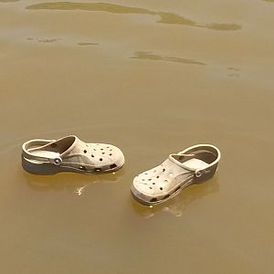A couple of 'Crocs' spotted in Bridgeport Lake -