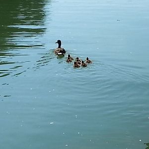 Dale Hollow Mitchell Creek Marina Ducks