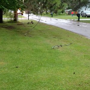 Downed lines in our front lawn