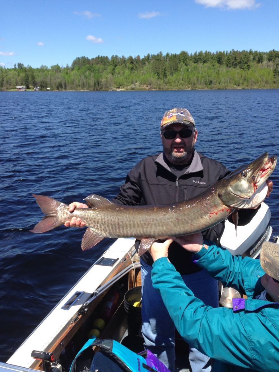 48 inch Musky caught on beautiful Lake Vermilion, Mn