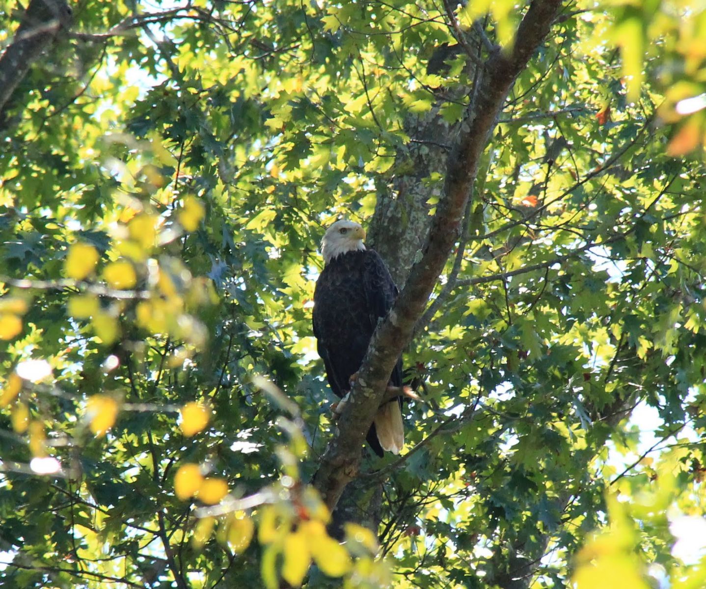 Bald Eagle with Fish in a Tree