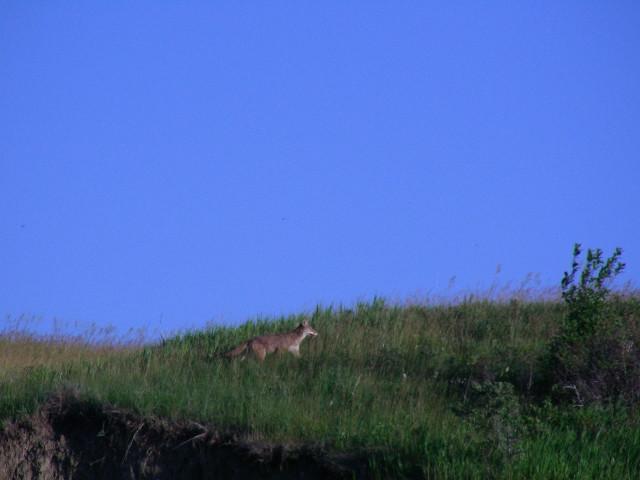 Coyote loping along shoreline