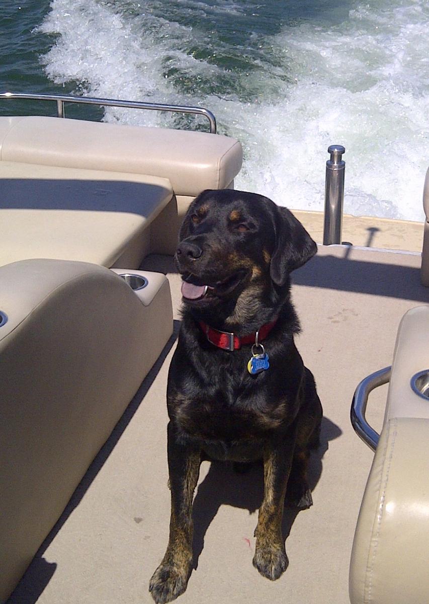 Dog on a Cruise