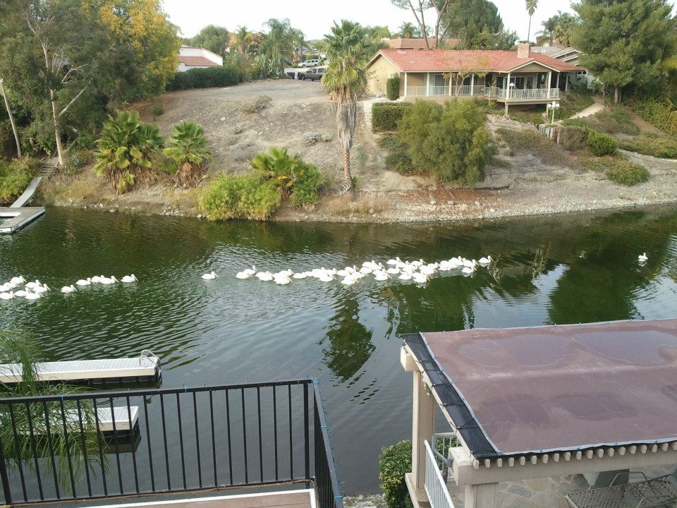 No Snow, just Pelicans for Christmas!