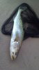 24 in Trout.jpg