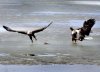 EaglesFightingOverFish.jpg
