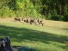 turkeys.JPG