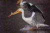 landingpelican.jpg