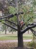 tree.jpg