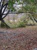 tree2.jpg