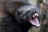 Wolverine.jpg Wolverine.jpg