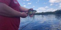 Fish.jpeg