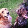 dogs.jpg
