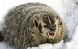 Pissed Badger.jpg