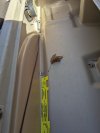 inside front seat wires through speaker hole under deck up through helm.jpg