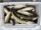 walleye.jpg