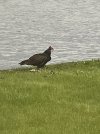 IMG_8017.jpeg