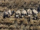 todays harvest.JPEG