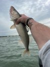 Walleye 1.jpg