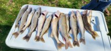 Walleye 2.jpg