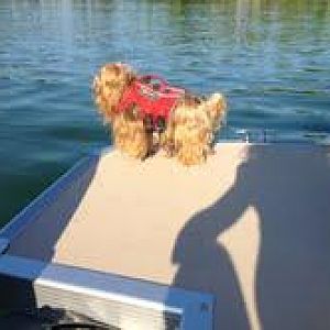 Marley loves to keep the Lake clean!