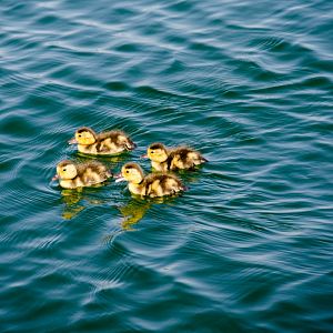 four little ducklings seem to have lost thier momma