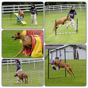 a little collage of agility