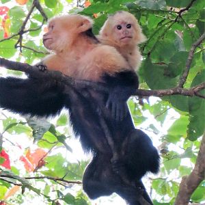 capuchin monkey.JPG