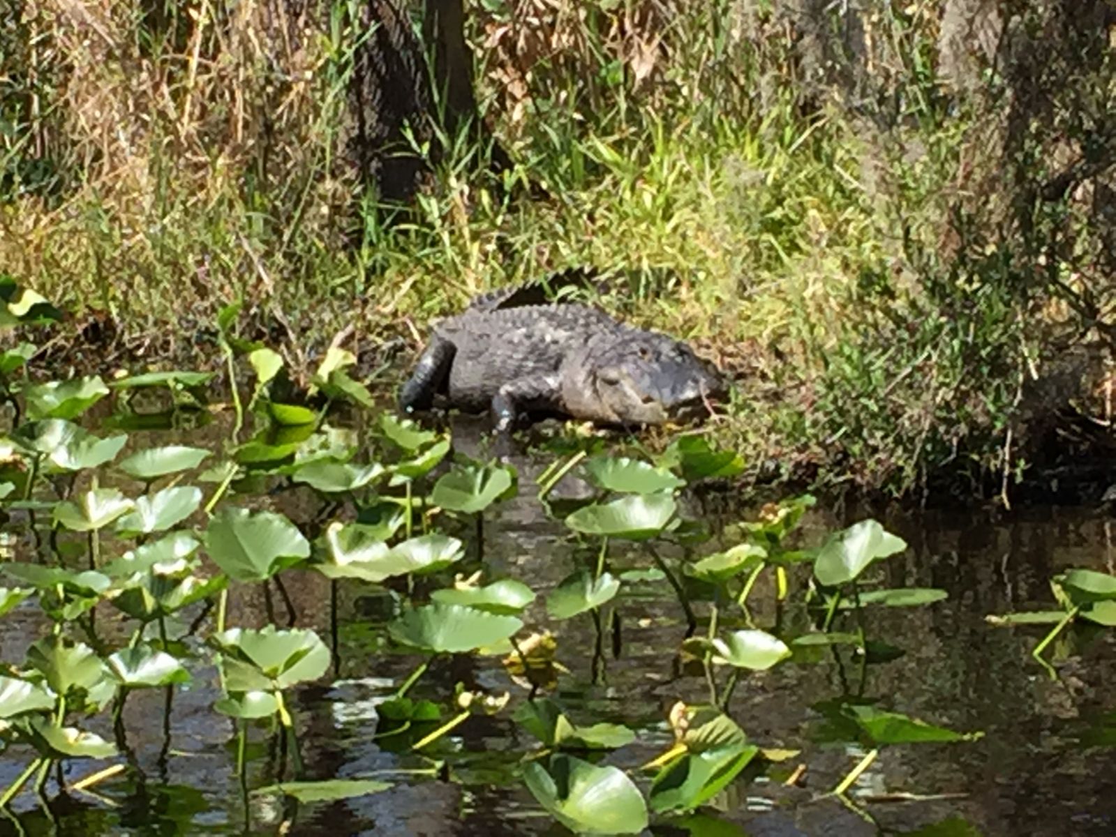 Big Boy Gator