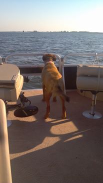 Capt Ginger on the lookout!