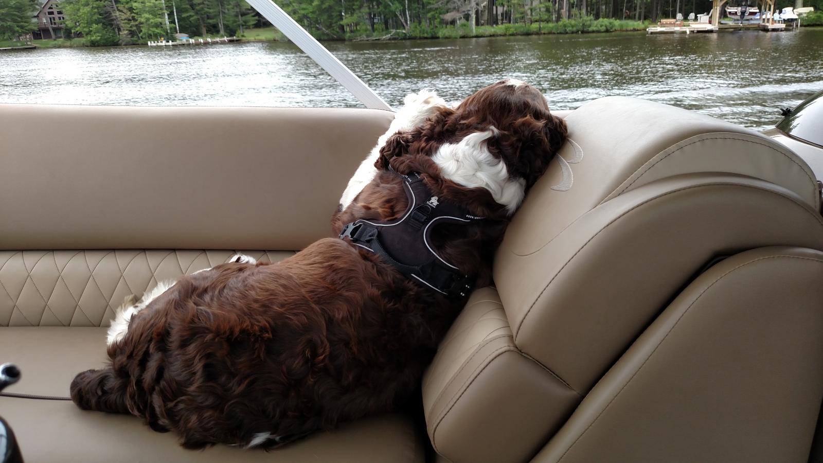 Henry has mastered the lounger!