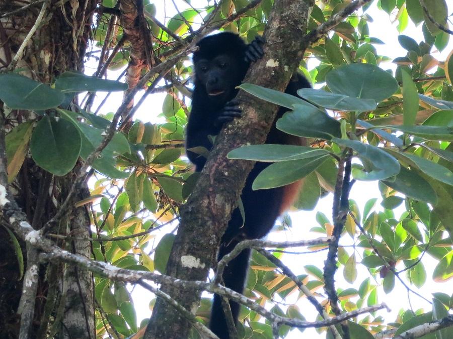 Howler Monkey.JPG