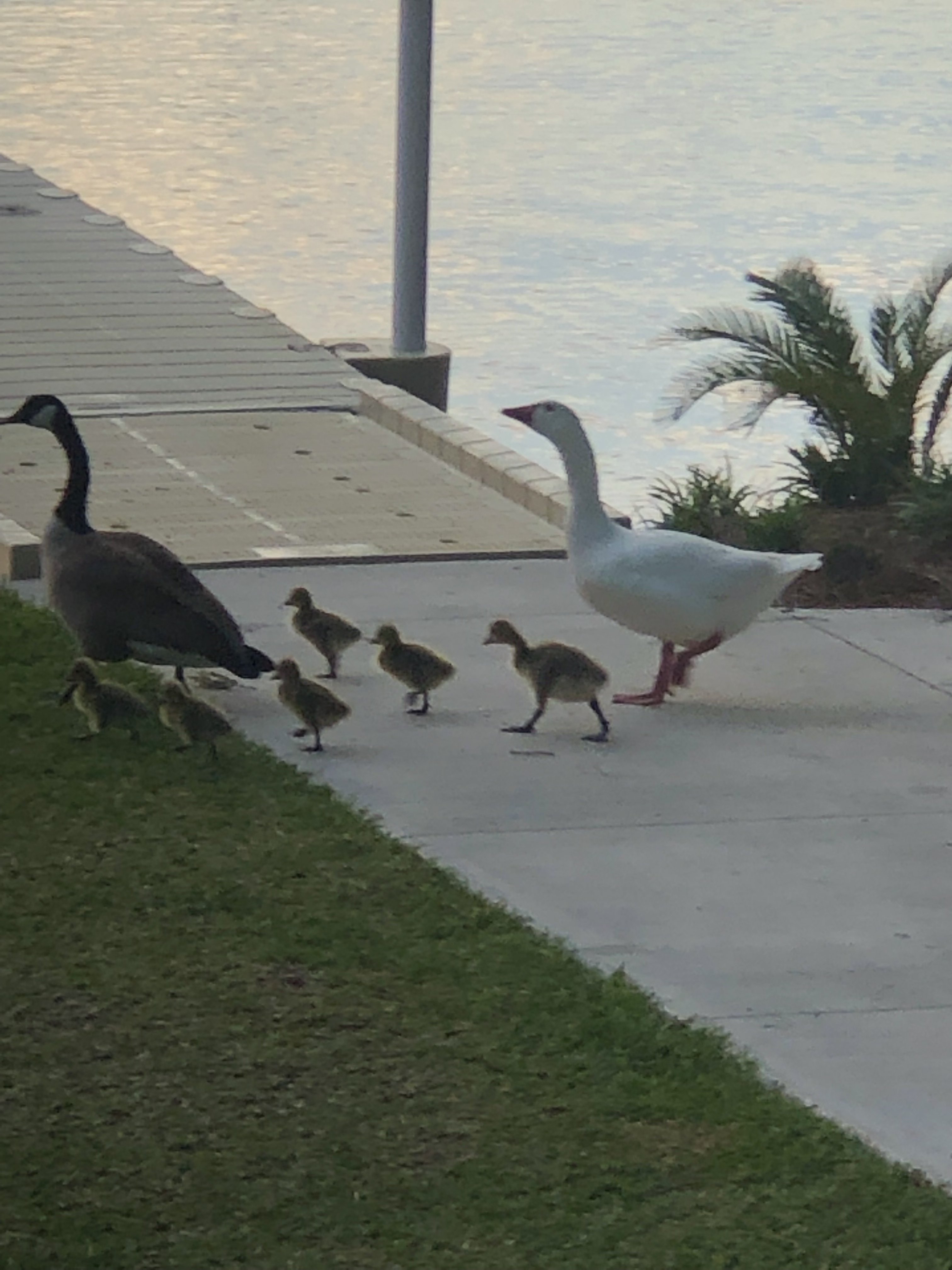 little visitors.