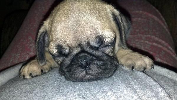 our 8 week old new pug puppy. BTW, she loves the boat