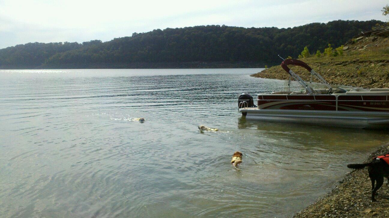 Our dogs taking a dip in Lake Cumberland.