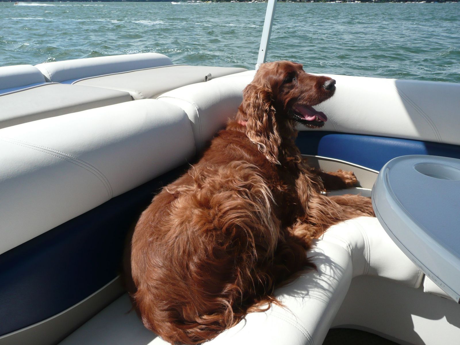 Riley On A breezy lake Day
