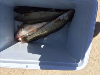 walleye morning trip