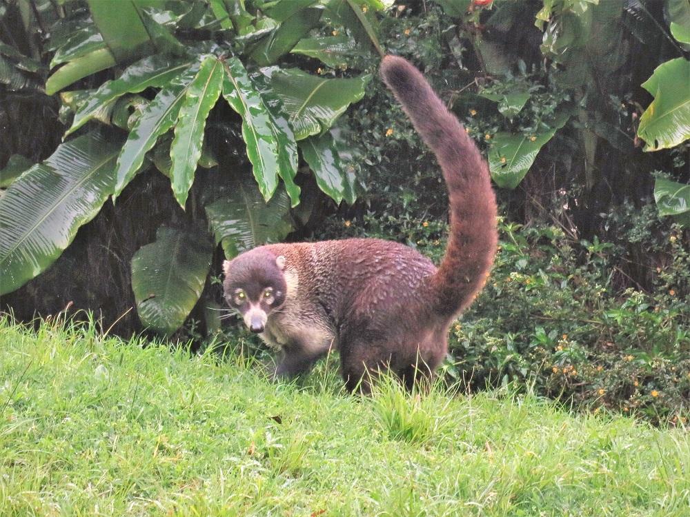 white face coati.JPG